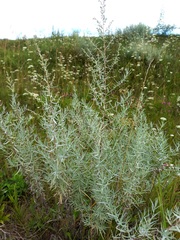 Artemisia dracunculus glauca