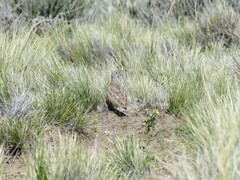 Thinocorus rumicivorus