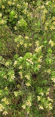 Baccharis macraei