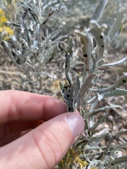 Artemisia cana