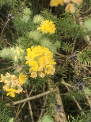 Aspalathus chenopoda