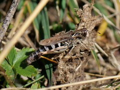 Gomphocerus sibiricus