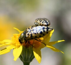 Acmaeodera maculifera