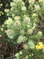 Aspalathus chenopoda