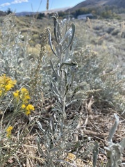 Artemisia cana