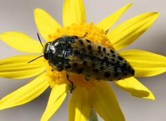 Acmaeodera maculifera