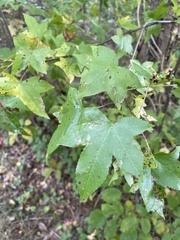 Liquidambar