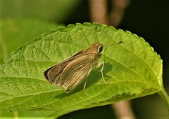 Pelopidas mathias