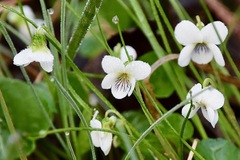Viola macloskeyi