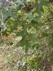 Quercus palustris