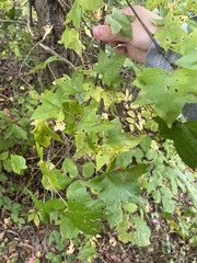 Liquidambar