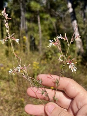 Oenothera filipes