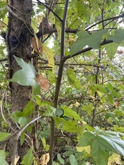 Liquidambar