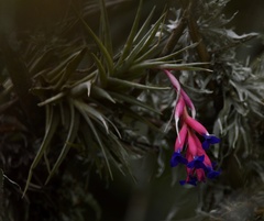 Tillandsia aeranthos