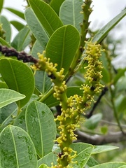 Sapium glandulosum