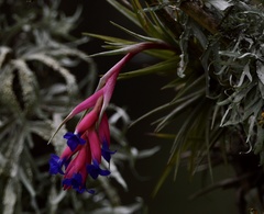 Tillandsia aeranthos