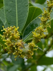 Sapium glandulosum