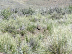 Thinocorus rumicivorus