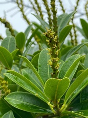 Sapium glandulosum