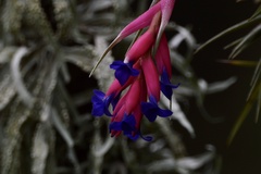 Tillandsia aeranthos