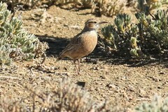 Chersomanes albofasciata kalahariae