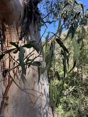 Eucalyptus globulus