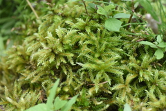 Climacium dendroides