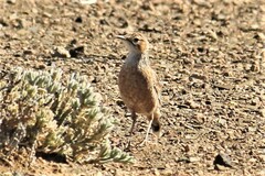 Chersomanes albofasciata kalahariae