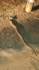 Crotalus durissus