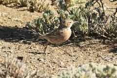 Chersomanes albofasciata kalahariae