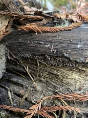 Stemonitopsis typhina