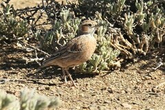 Chersomanes albofasciata kalahariae