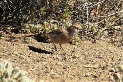 Chersomanes albofasciata kalahariae