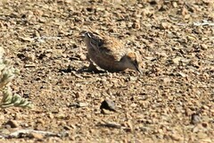 Chersomanes albofasciata kalahariae