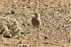 Chersomanes albofasciata kalahariae