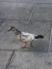 Columba livia domestica