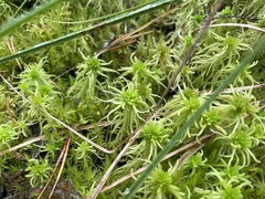 Sphagnum girgensohnii