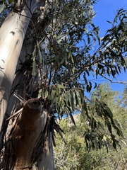 Eucalyptus globulus