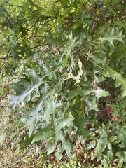 Quercus palustris