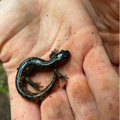 Ambystoma laterale