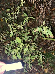 Chenopodium album