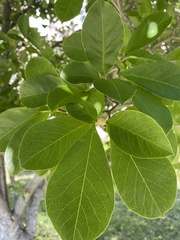 Fraxinus americana