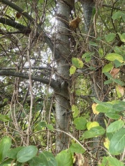 Quercus palustris