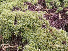 Sphagnum girgensohnii