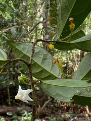 Quararibea penduliflora
