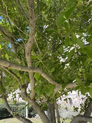 Fraxinus americana