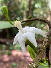 Quararibea penduliflora