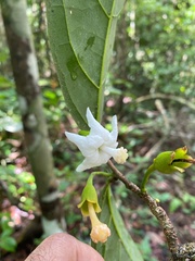 Quararibea penduliflora