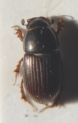 Esymus pusillus