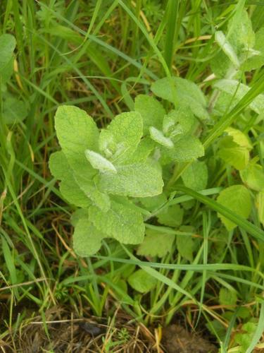 Big-leaf mint (Mentha × rotundifolia)